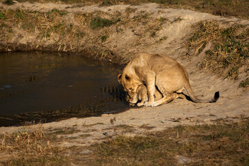 the lion cub drinks from the pond