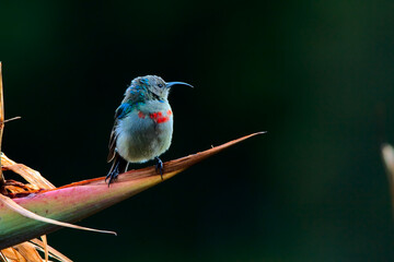 South African Collared Sunbird in the morning