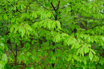 Obraz premium Green lush habru leaves on a branch in nature after rain.