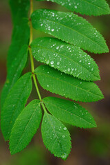 Drops of water on the green leaf of the barley after rain.