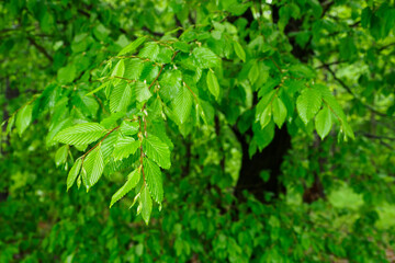 Green lush habru leaves on a branch in nature after rain.