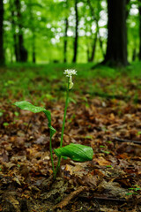 White flowers of bear garlic with green leaves outside in nature. 