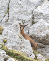 Obraz premium Camoscio presso parco Nazionale d'Abruzzo Lazio e Molise.