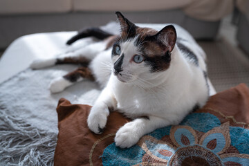 close up. black and white cat with blue eyes lying on a pillow. close up