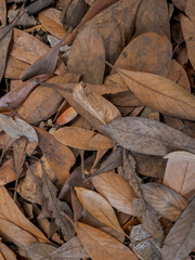 leaves on a table