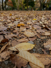 fallen autumn leaves