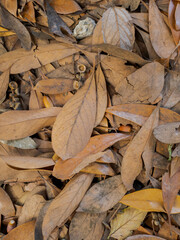 dried leaves on the ground