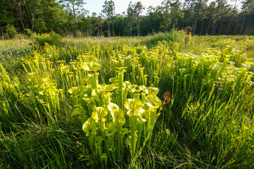Obraz premium Sarracenia flava ssp. flava, the yellow pitcher plant in natural environment, North Carolina, USA