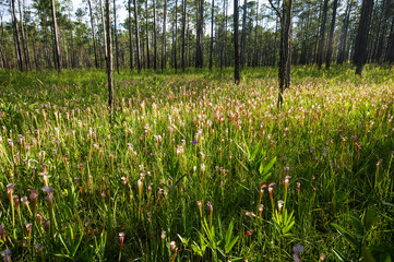 Field of the white pitcher plant, Sarracenia leucophylla pitchers in longleaf pine forest, Alabama,...