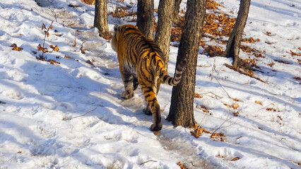 siberian tiger in snow