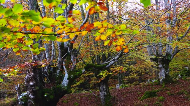 Beech forest in autumn in the Gorbeia Natural Park between Alava and Bizkaia, Basque Country, Spain, Europe