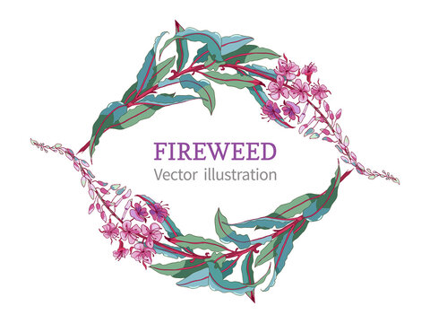 Willow-herb tea, ivan-tea Medicinal plant. Branch of fireweed flower on white background.