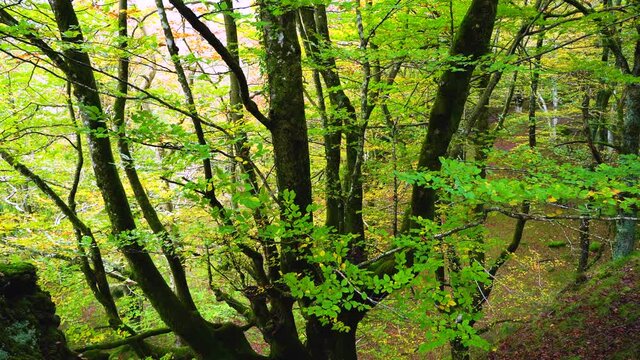 Beech forest in autumn in the Gorbeia Natural Park between Alava and Bizkaia, Basque Country, Spain, Europe