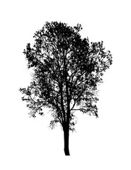Fototapeta premium Tree silhouette for brush on white background