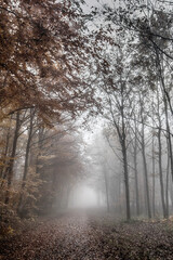 Fototapeta premium morning in the forest