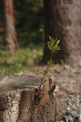 植物の生命力の強さ