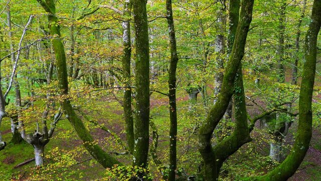 Beech forest in autumn in the Gorbeia Natural Park between Alava and Bizkaia, Basque Country, Spain, Europe