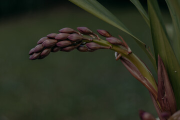orchidea