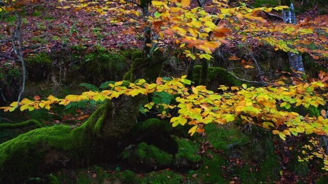 Beech forest in autumn in the Gorbeia Natural Park between Alava and Bizkaia, Basque Country, Spain, Europe