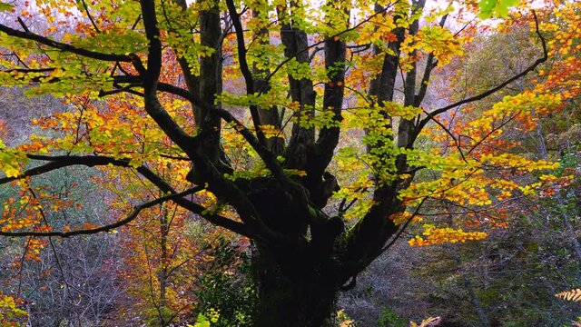 Beech forest in autumn in the Gorbeia Natural Park between Alava and Bizkaia, Basque Country, Spain, Europe