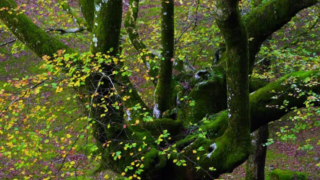 Beech forest in autumn in the Gorbeia Natural Park between Alava and Bizkaia, Basque Country, Spain, Europe