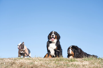 晴天の芝生で集合する犬たち
