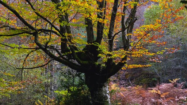 Beech forest in autumn in the Gorbeia Natural Park between Alava and Bizkaia, Basque Country, Spain, Europe