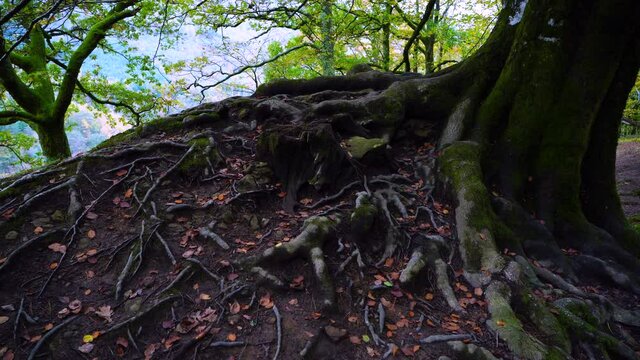 Beech forest in autumn in the Gorbeia Natural Park between Alava and Bizkaia, Basque Country, Spain, Europe