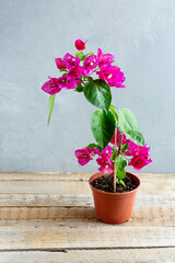 Bougainvillea with crimson flowers in a flower spot on a gray background. Home-care concept. 