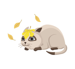 Cartoon cat character. Siamese colorpoint pet. Adorable domestic cat watching the falling leaves. Funny happy and playful animal. Cute two color kitten