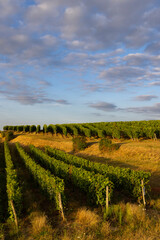 Fototapeta na wymiar Vineyard near Montsoreau, Pays de la Loire, France