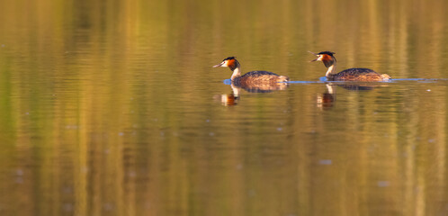 Great Crested Grebe (Podiceps cristatus), Southern Bohemia, Czech Republic