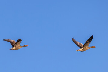 Great Goose, (Anser anser), Southern Bohemia, Czech Republic
