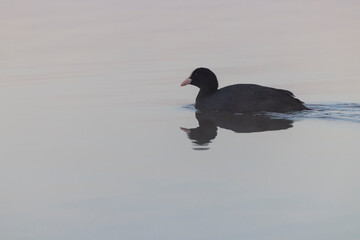 Black coot (Fulica atra, Fulica prior), Southern Bohemia, Czech Republic