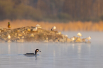 Great Crested Grebe (Podiceps cristatus), Southern Bohemia, Czech Republic