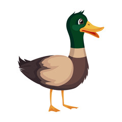 Mother or male mallard duck. Cute cartoon bird in cartoon style.  illustration on white background