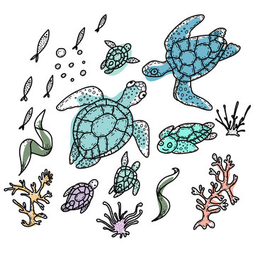 Sea turtles. Hand drawn doodle illustration. Marina life.