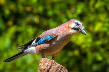 Closeup of a wet Eurasian jay bird Garrulus glandarius washing, preening and cleaning in water.