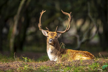 Naklejka na ściany i meble Fallow deer stag rut during Autumn season.