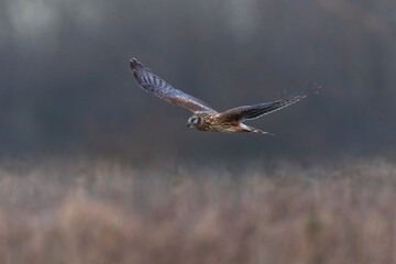 Hen harrier Circus cyaneus hunting