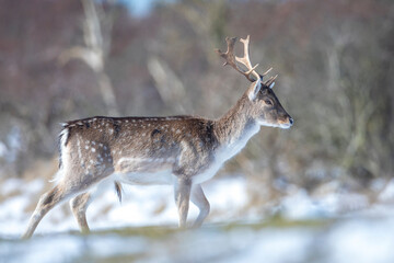 Fallow deer stag Dama Dama foraging in Winter forest snow