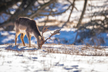 Fallow deer stag Dama Dama foraging in Winter forest snow