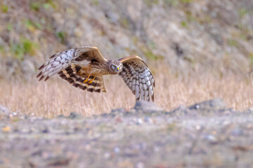 Hen harrier Circus cyaneus hunting