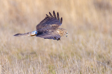 Hen harrier Circus cyaneus hunting