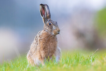 Wild European hare, lepus europaeus, sitting in grass © Sander Meertins
