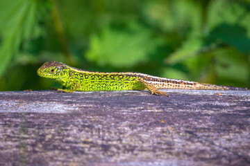 Sand lizard, Lacerta agilis, green male