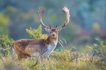 Fallow deer stag, Dama Dama, with big antlers during rutting in Autumn season - obrazy, fototapety, plakaty