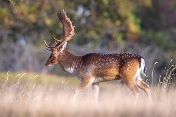 Naklejka na ściany i meble Fallow deer stag, Dama Dama, with big antlers during rutting in Autumn season
