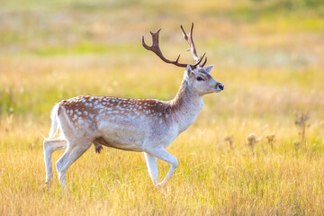 Naklejka na ściany i meble Fallow deer stag, Dama Dama, with big antlers during rutting in Autumn season