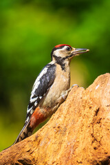 Obraz premium Closeup of a great spotted woodpecker (Dendrocopos major) perched in a forest